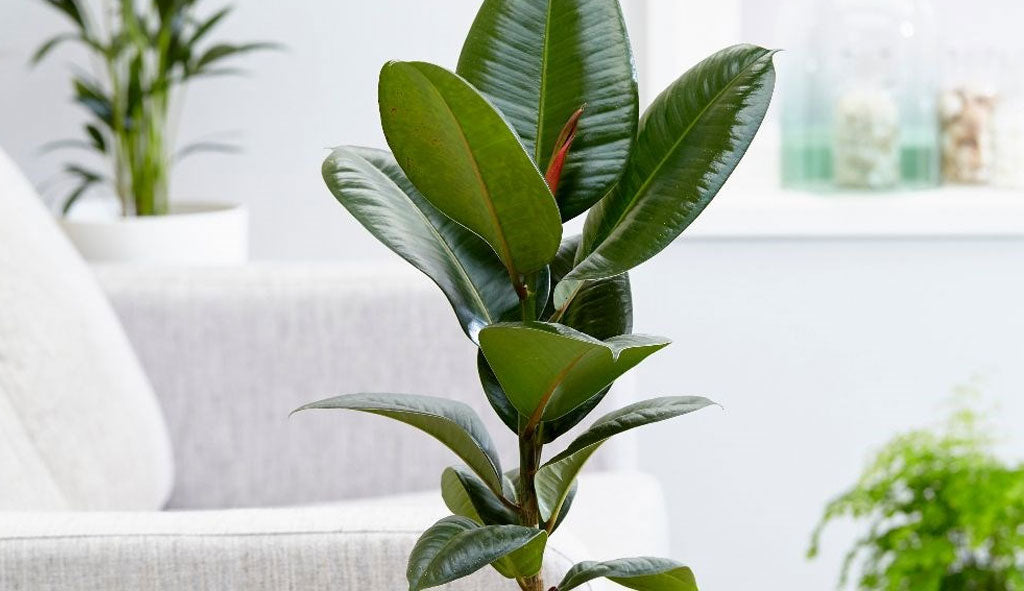 How To Make Your Orchid Rebloom