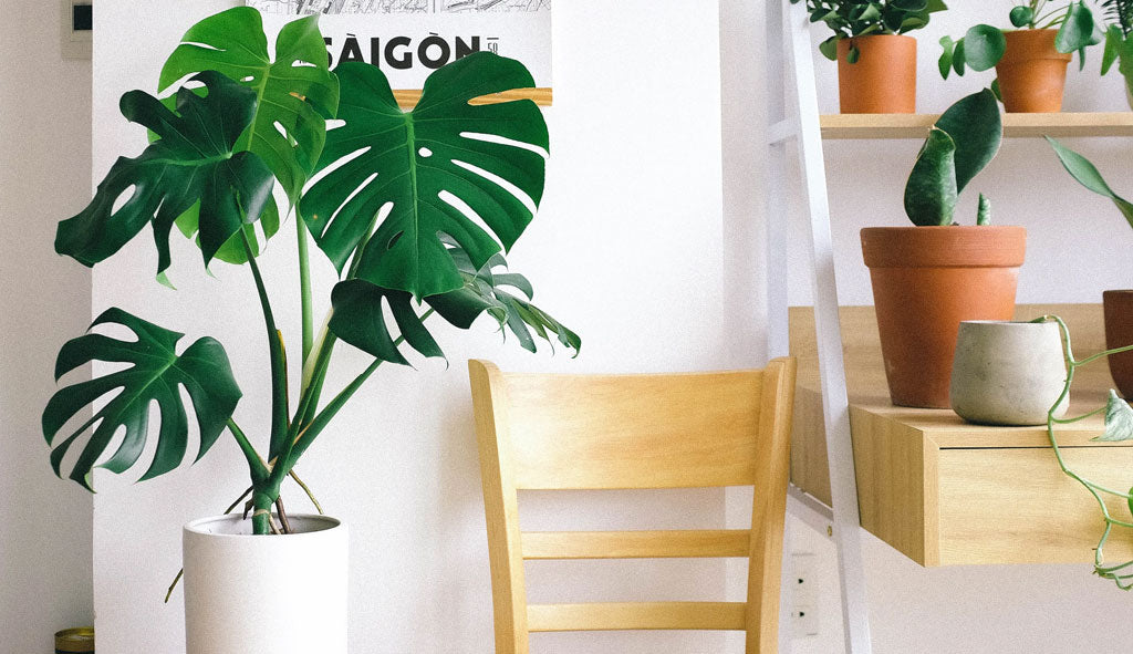 Creating An Herb Garden At Home