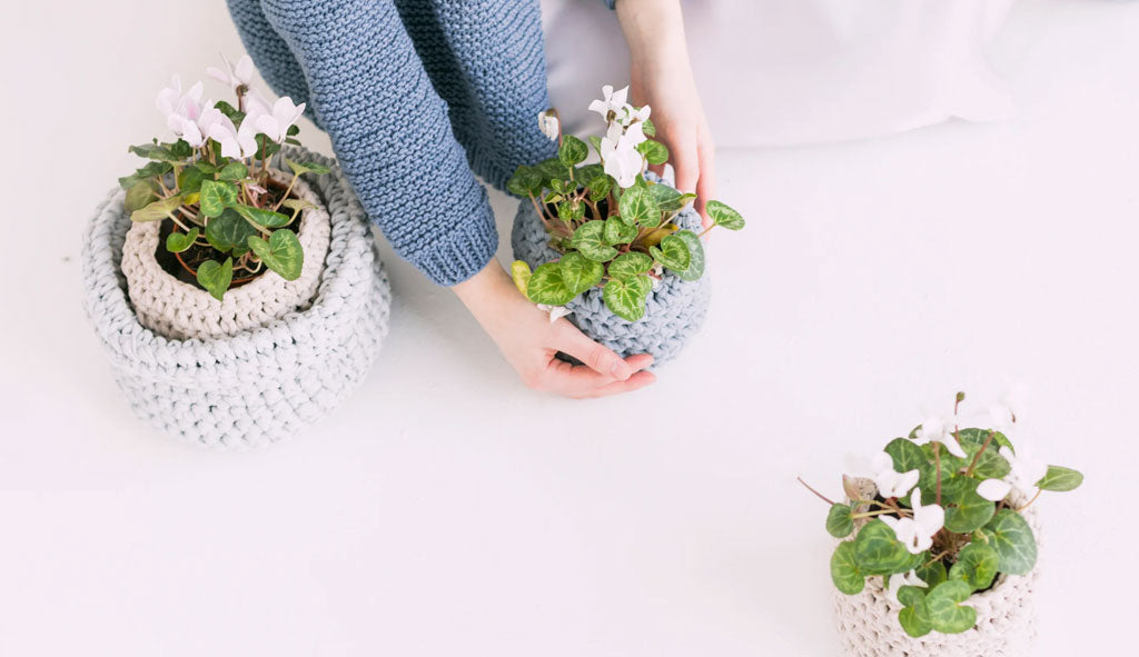 Plants By Room: Low Light Plants At Home