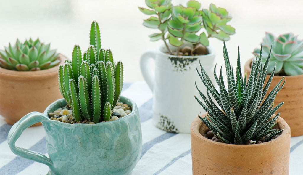 Plants Help Make Your House More Beautiful