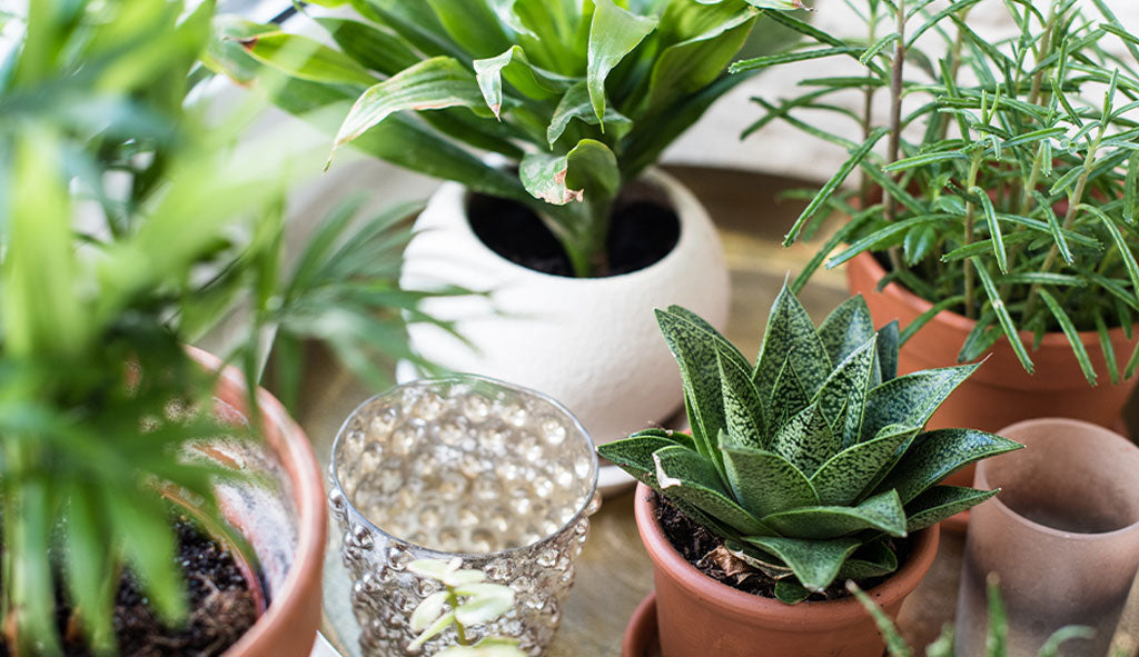Plants Help Make Your House More Beautiful