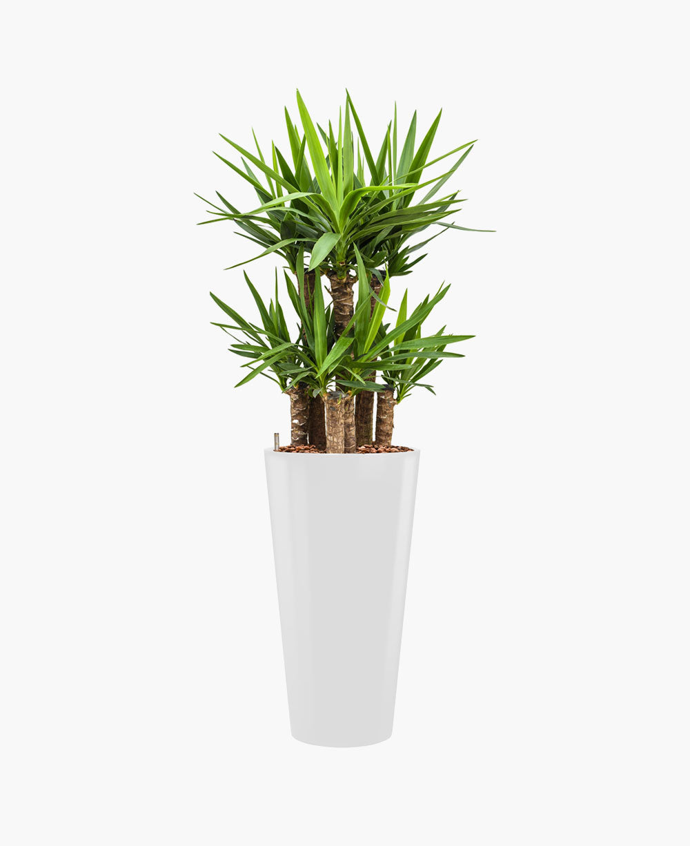 Bamboo Affiliate