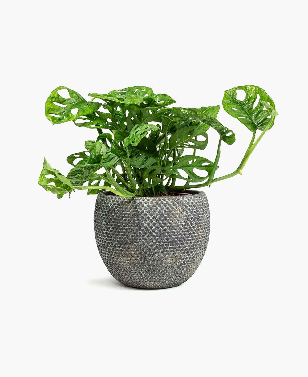 Evi Plant Pot