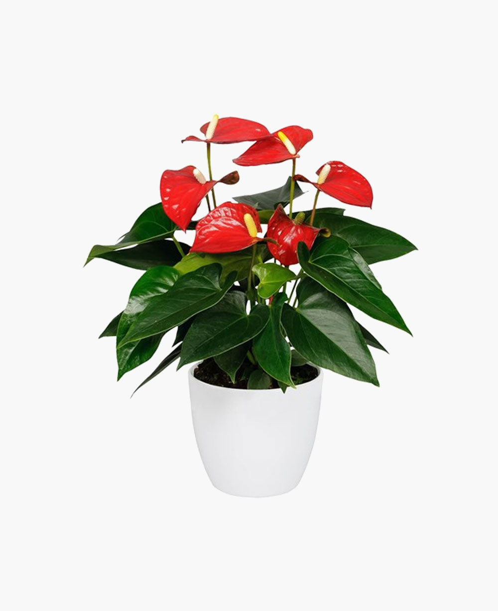 Anthurium pot