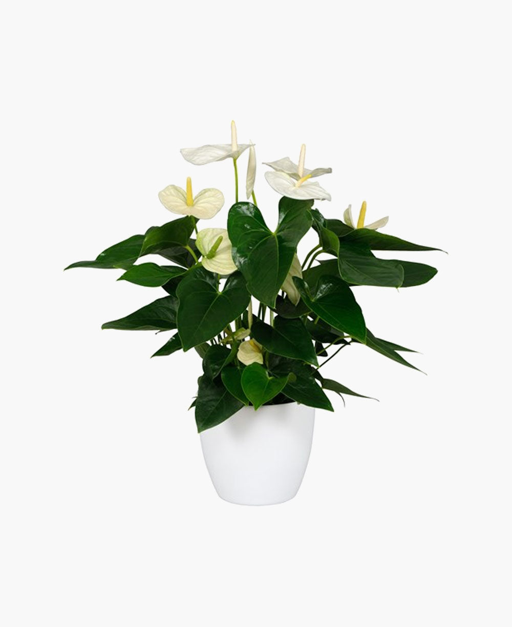 Anthurium Red With Exclusive White Pot