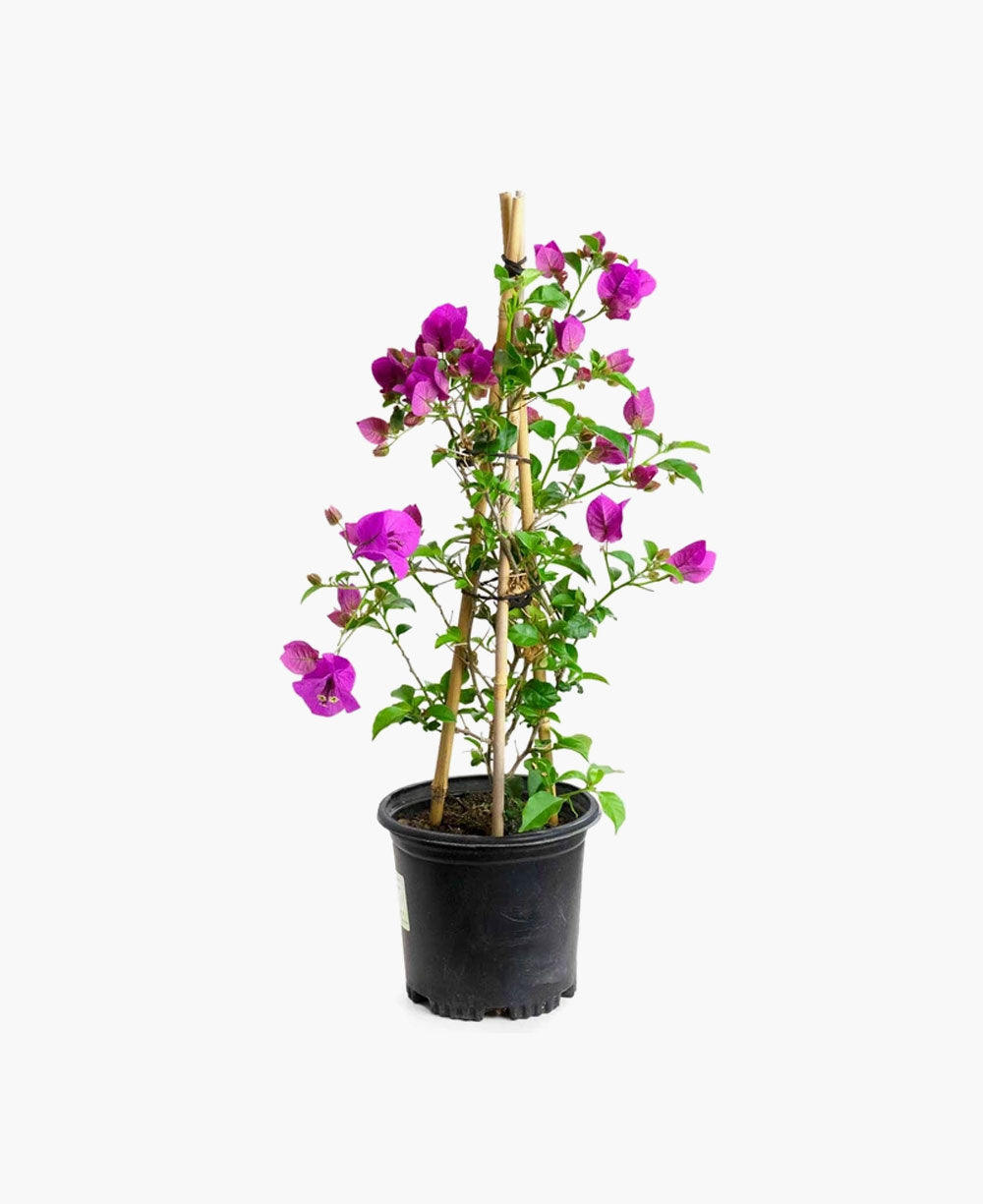 Anthurium Red With Exclusive White Pot