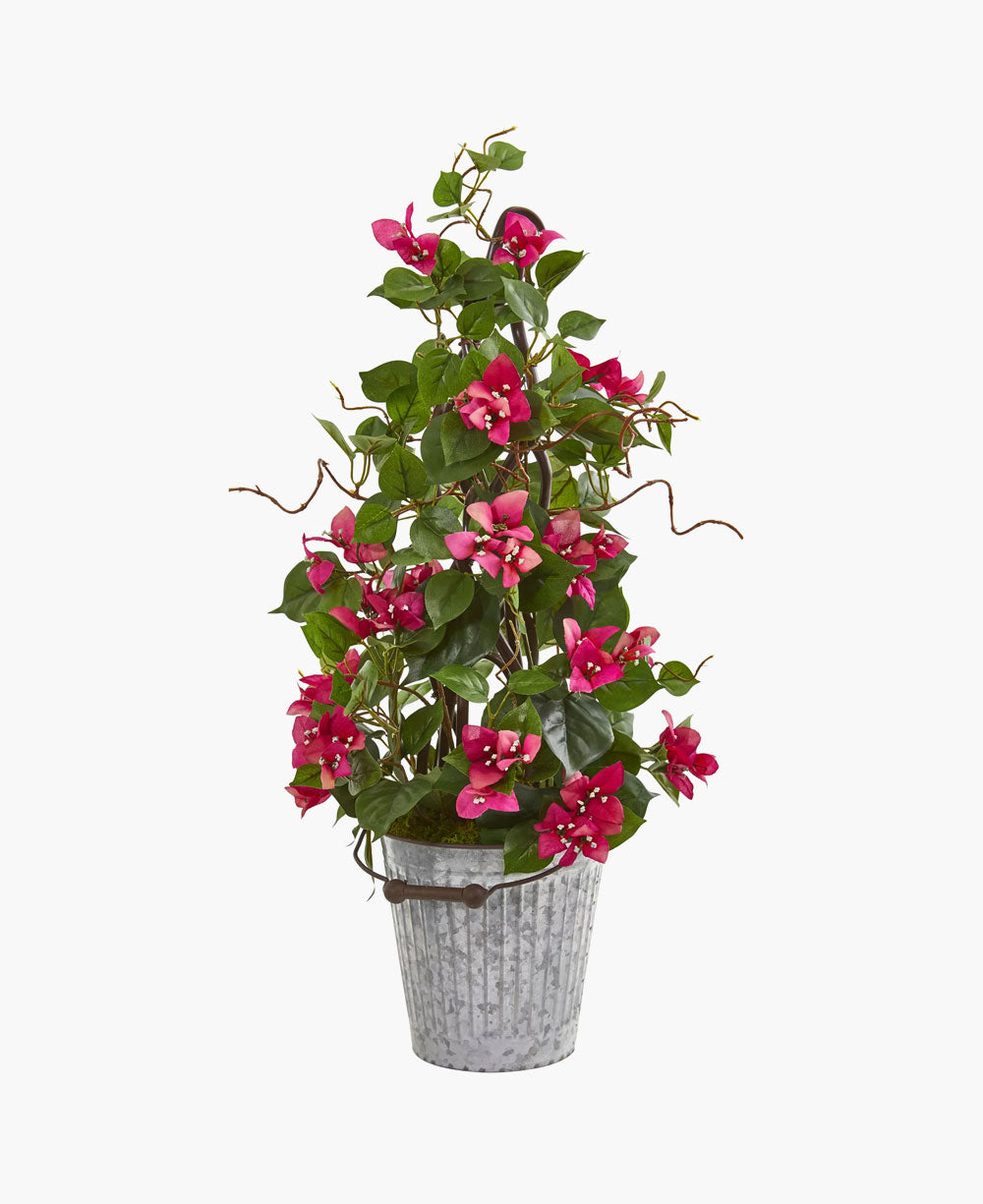 Bougainvillea