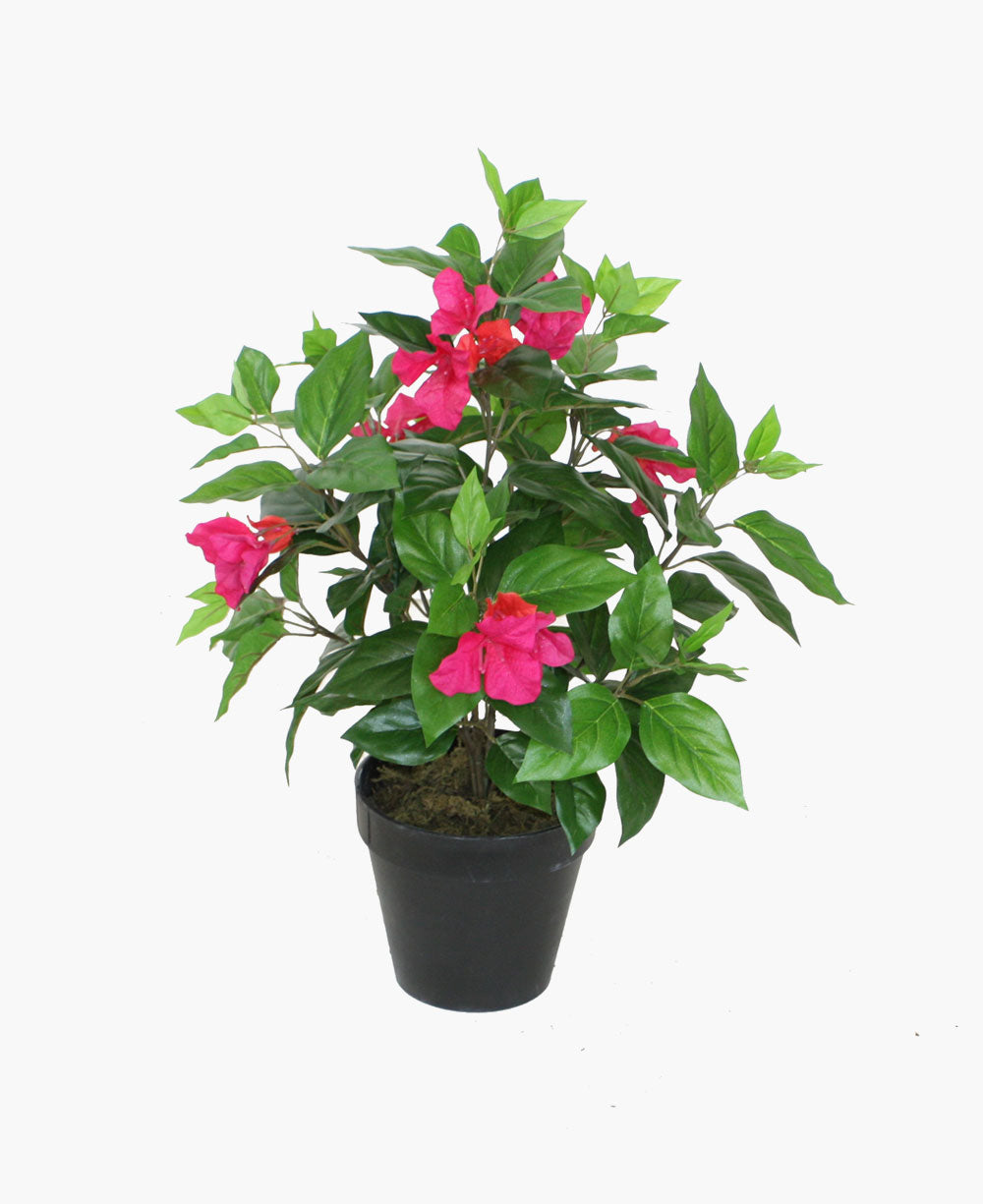Bougainvillea