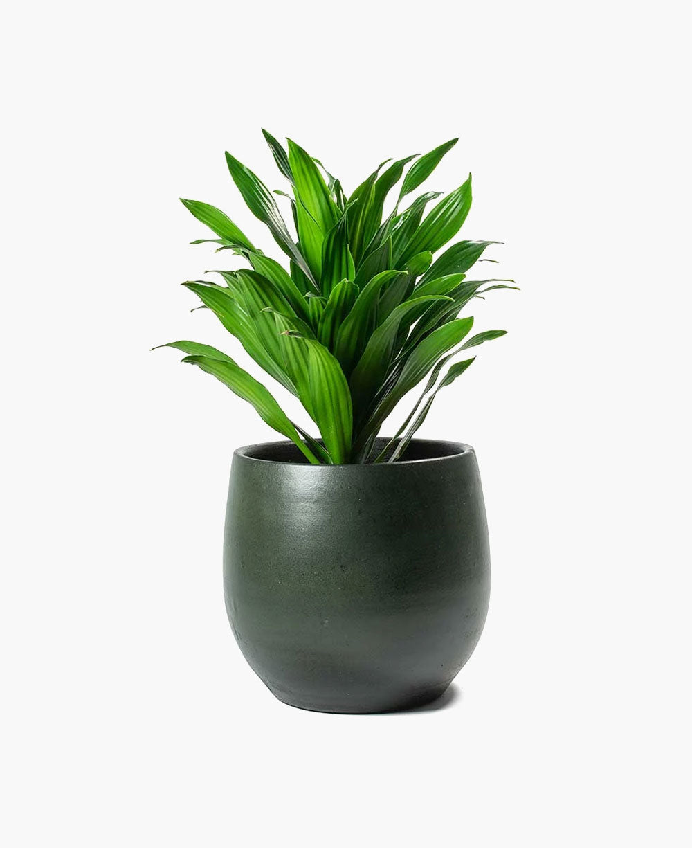 Potted Plants