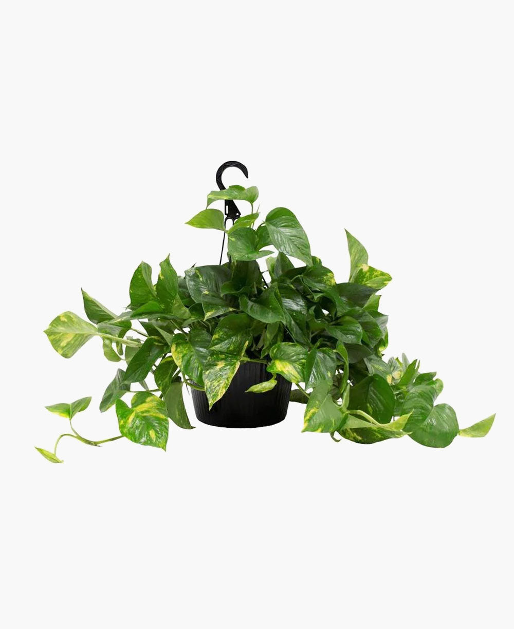 Potted Plants