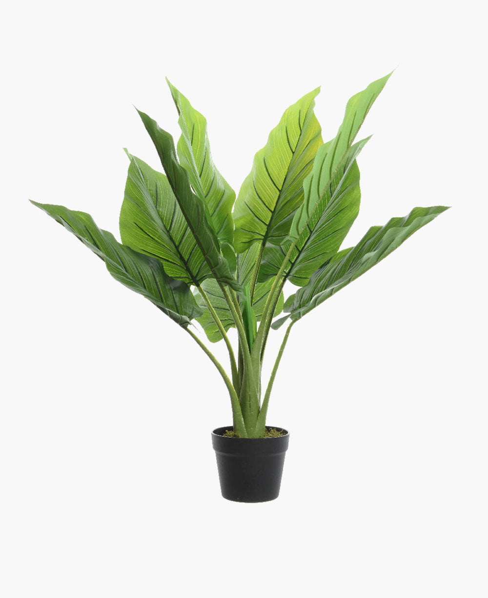 Pothos