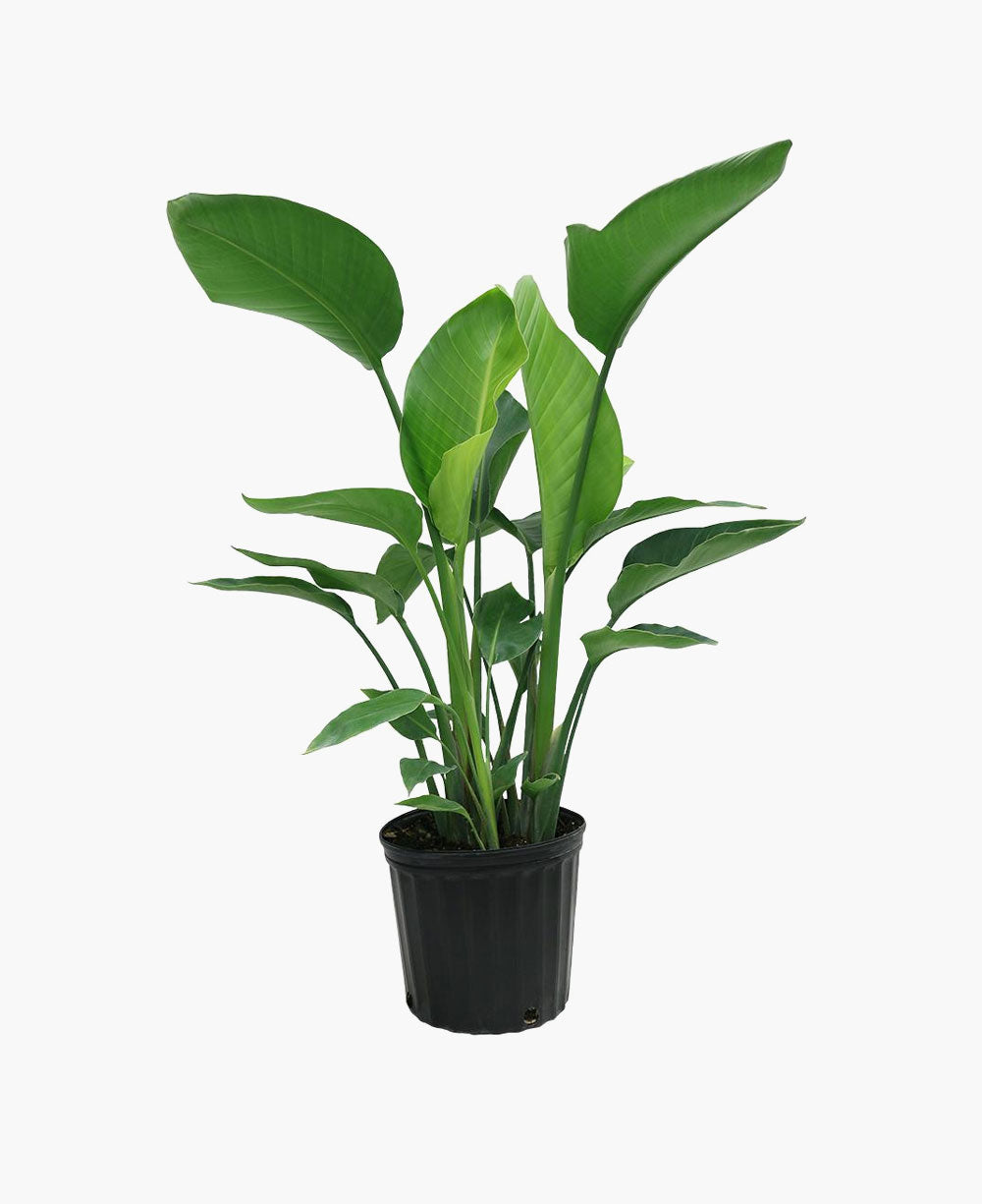 Chinese Money Plant