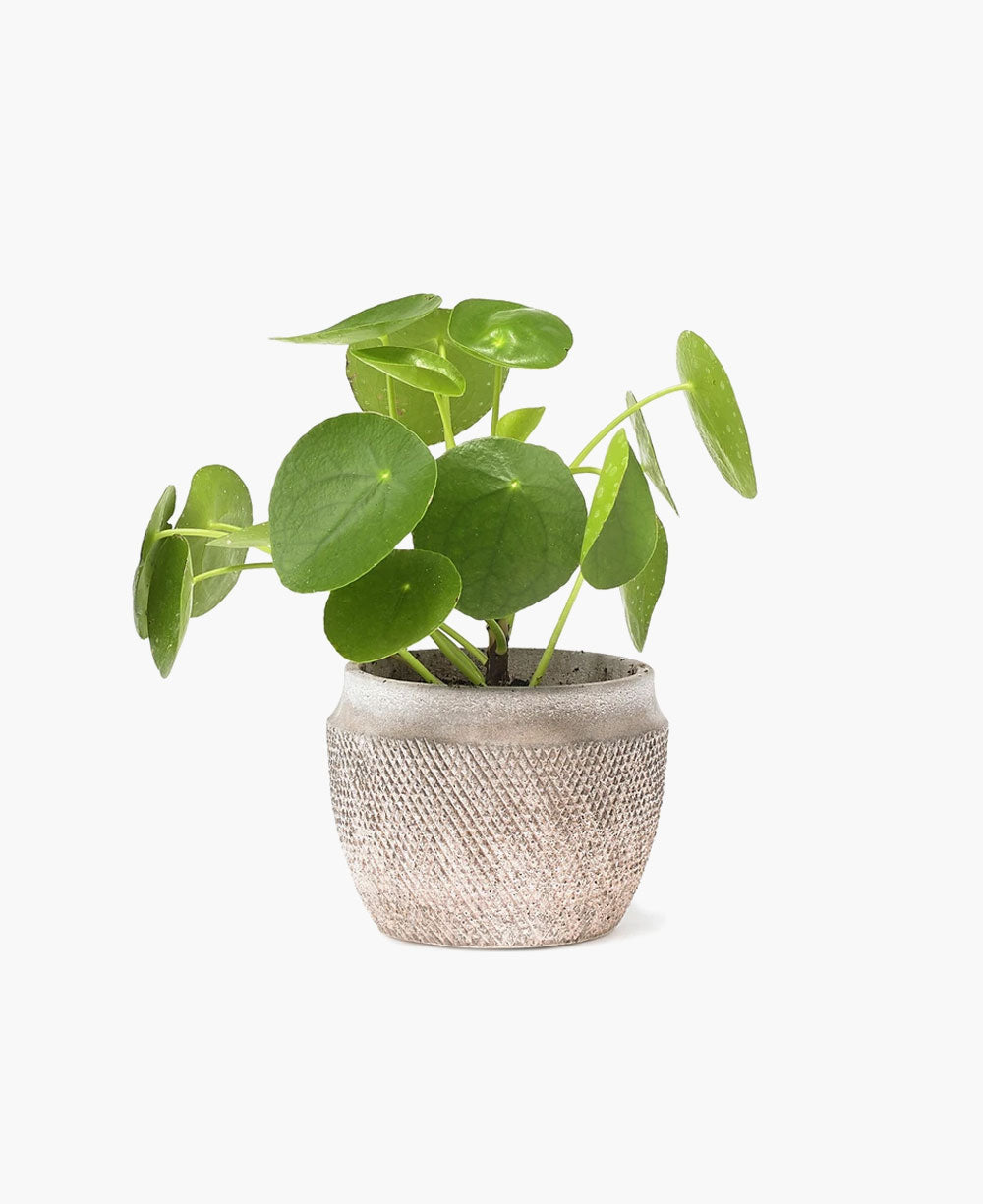 Chinese Money Plant