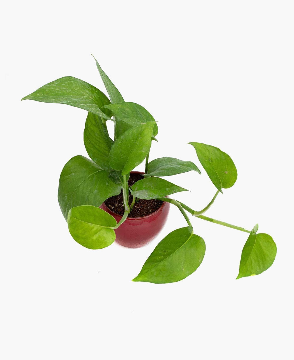Anthurium pot