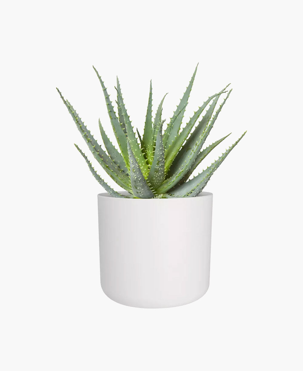 Chinese Money Plant
