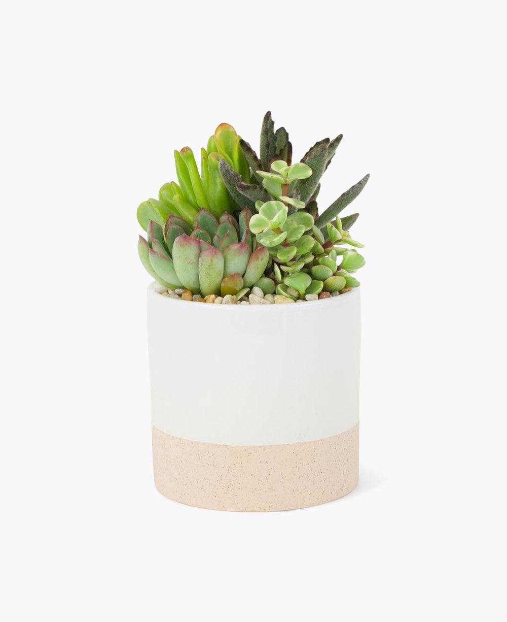 Pothos