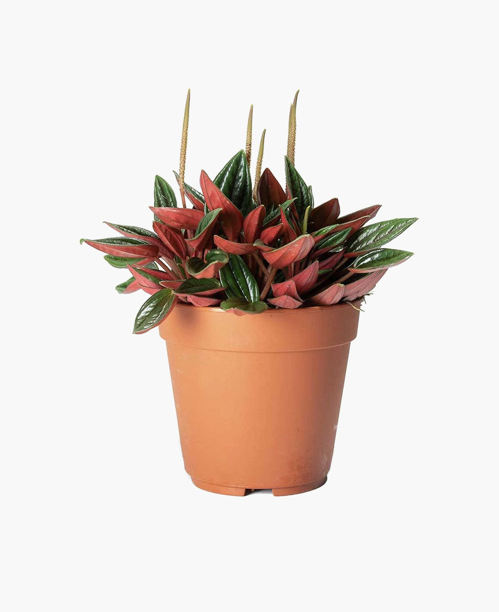 Peperomia caperata Rosso Variable