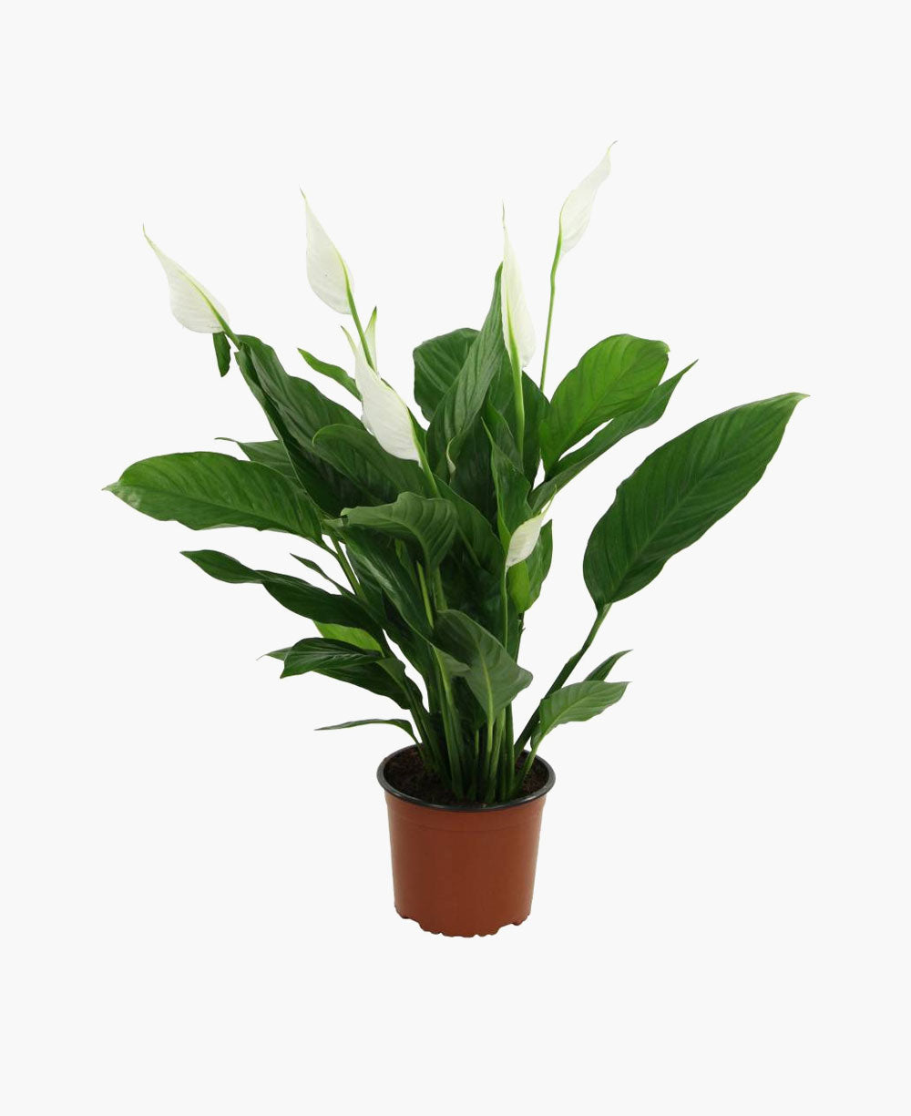 Pothos