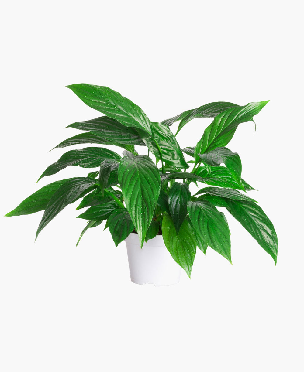 Pothos