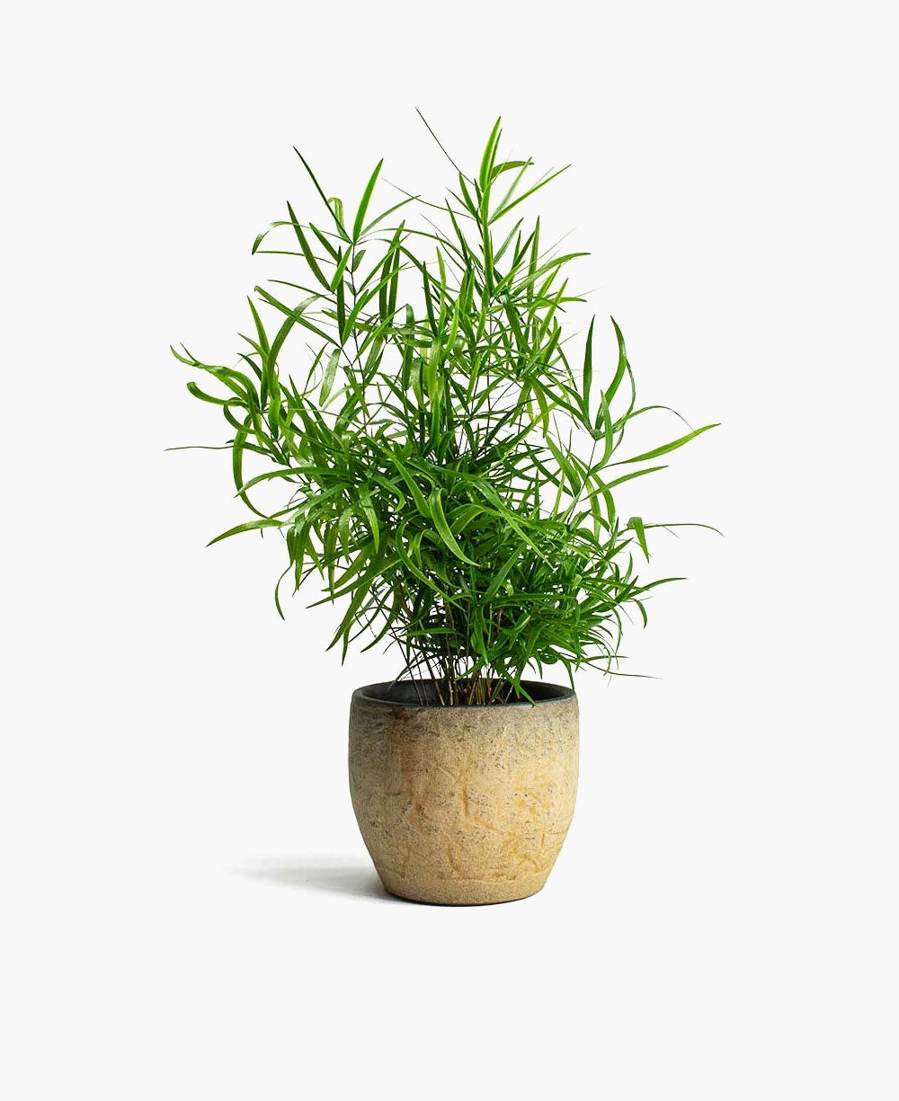 Bamboo Affiliate
