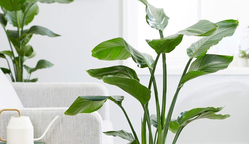 Plants Help Make Your House More Beautiful