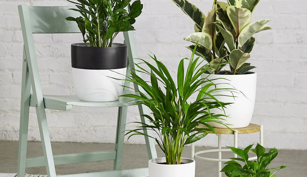 Plants Help Make Your House More Beautiful