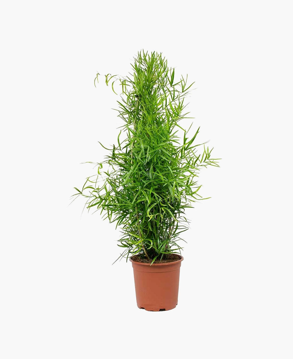 Areca Palm Boosted Sale